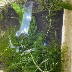 めだか(琥珀ラメ×幹之メダカの合の子若魚)の画像