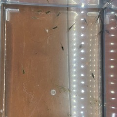 めだか(琥珀ラメ×幹之メダカの合の子若魚)の画像