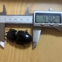 オオクワガタ奈良輪川西♂♀ペア④の画像