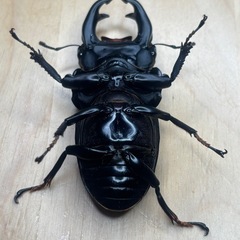 オオクワガタ奈良輪川西♂♀ペア④の画像