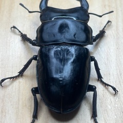 オオクワガタ奈良輪川西♂♀ペア④の画像