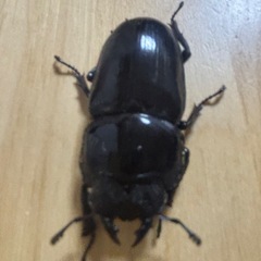 オオクワガタ奈良輪川西♂♀ペア④の画像