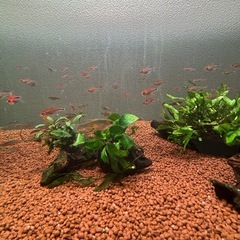 ディープレッドホタルテトラ成体10匹の画像