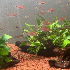 ディープレッドホタルテトラ成体20匹の画像