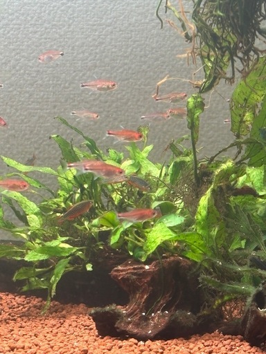 ディープレッドホタルテトラ成体40匹