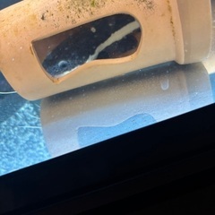 レッドテールキャット　15cm  の画像