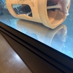 レッドテールキャット　15cm  の画像