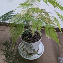 観葉植物　アスパラガス①の画像