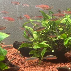 ミクロラスボラハナビ成体20匹の画像