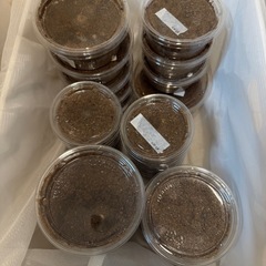 【レコード血統】ギラファノコギリクワガタ　フローレス　幼虫5頭セットの画像