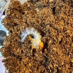 【レコード血統】ギラファノコギリクワガタ　フローレス　幼虫5頭セットの画像