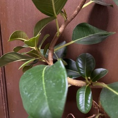 フィカス　　ルビキノーサの画像