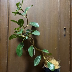 フィカス　　ルビキノーサの画像