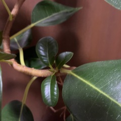 フィカス　　ルビキノーサの画像