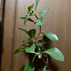 フィカス　　ルビキノーサの画像