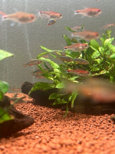 ミクロラスボラハナビ成体30匹