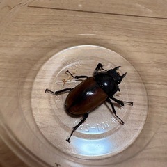 ラフェルトノコギリクワガタ♂♀ペアの画像