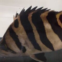 ダトニオ　プラスワンの画像