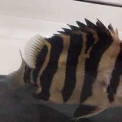 ダトニオ　プラスワンの画像