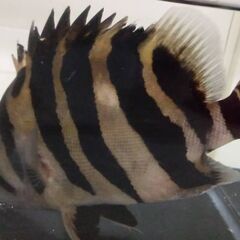 ダトニオ　プラスワンの画像