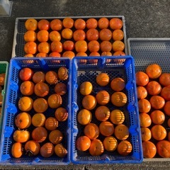 【一旦受付停止】柿 無農薬 10個300円の画像