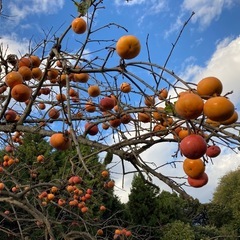 【一旦受付停止】柿 無農薬 10個300円の画像