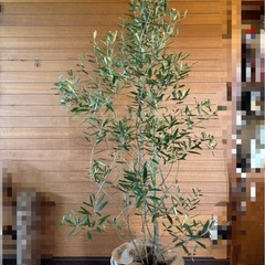 オリーブの木の画像