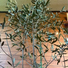 オリーブの木の画像