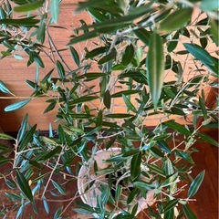 オリーブの木の画像