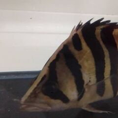 ダトニオ　プラスワンの画像