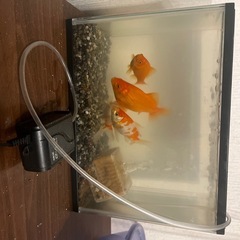 金魚（空気ポンプと水槽付き）の画像