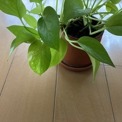 観葉植物　　ライムポトスの画像
