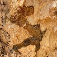 山梨県天然オオクワガタ♂♀ペアの画像