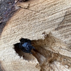 山梨県天然オオクワガタ♂♀ペアの画像