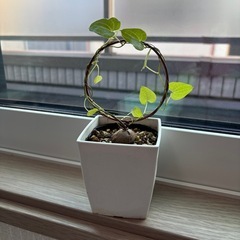 アフリカ亀甲竜　苗木の画像