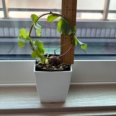 アフリカ亀甲竜　苗木の画像