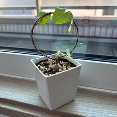 アフリカ亀甲竜　苗木の画像