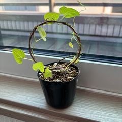 アフリカ亀甲竜　苗木の画像