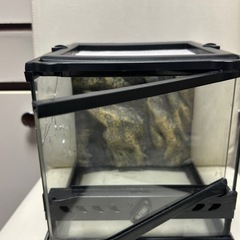 【爬虫類】エキゾテラ、爬虫類ケース【無料】の画像