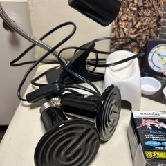 【爬虫類】トカゲ、ヤモリ、カナヘビ【飼育セット】の画像