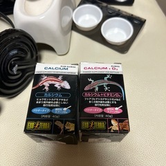 【爬虫類】トカゲ、ヤモリ、カナヘビ【飼育セット】の画像