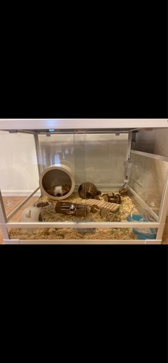 おまけ付きガラスケージ　小動物　爬虫類　三晃商会