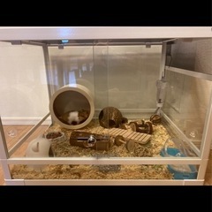 おまけ付きガラスケージ　小動物　爬虫類　三晃しよ商会の画像