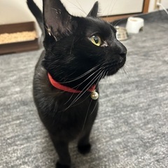 黒猫　オス　7歳