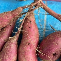 パープルスイートロード（紫芋）の画像