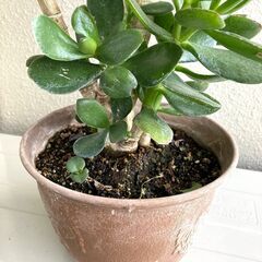 観葉植物 F:  カネのなる木 (Jade - Crassula ovata)) outdoor plantの画像