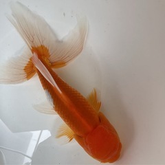 金魚 国産 ジャンボ オランダ獅子頭 2歳 20センチオーバー メス（おそらく）の画像