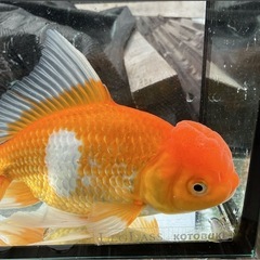 金魚 国産 ジャンボ オランダ獅子頭 2歳 20センチオーバー メス（おそらく）の画像