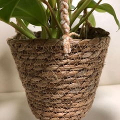 美しい観葉植物。の画像