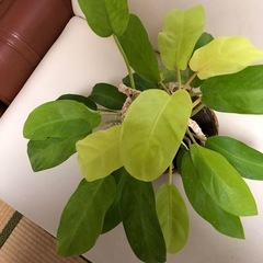 美しい観葉植物。の画像